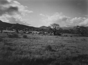 Baobab : Affenbrotbäume in der Savanne