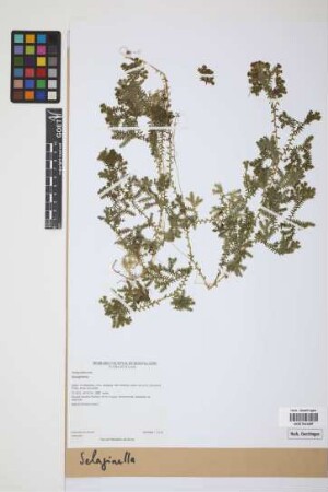 Selaginella P. Beauv.