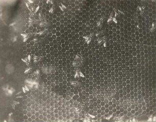 Europa. Honigbienen (Apis) in den Waben
