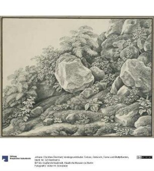 Vordergrundstudie: Felsen, Gebüsch, Farne und Blattpflanzen