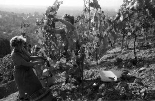 Weinlese am Turmberg.