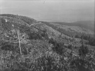 Waldfläche : Blick über eine hügelige Waldfläche mit Rodungsstellen