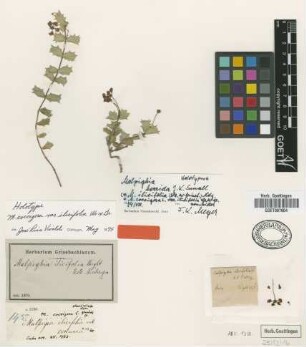 Malpighia ilicifolia (C.Wright ex Griseb.) C.Wright ex Nied.