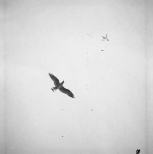 Möwen : Fliegende Möwen