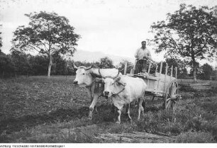Reise nach Italien, italienische Landarbeiter, Tempel, Mai 1957