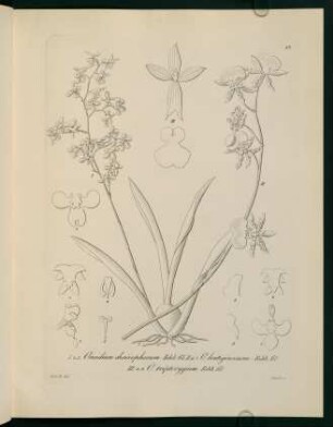 69r-69v, Oncidium cheirophorum...