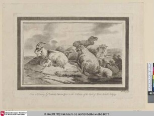 [Ruhende Tiere, eine Ziege, vier Schafe und zwei Lämmer; Resting animals]