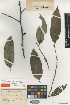 Diospyros nsambensis Gürke [isotype]
