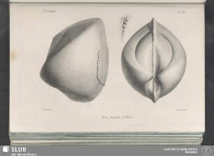 Pl. 328