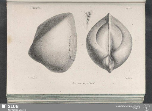 Pl. 328