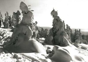 Osterzgebirge. Winterwald auf dem Kahleberg