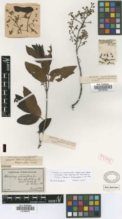 Heteropterys grandiflora A.Juss. subvar. Nied. stenopus