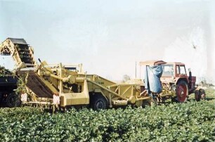 Kartoffelrodelader E 684 zur Sellerieernte