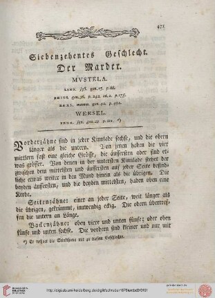 Siebenzehentes Geschlecht: Der Marder