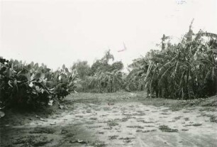 Landschaft mit Büschen und Bäumen nordöstlich von São José do Rio Preto