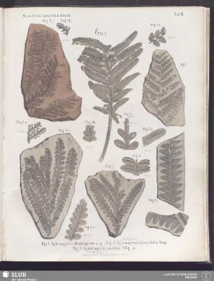 Taf. VII