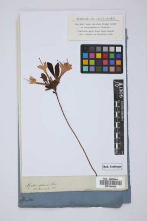Azalea glauca Lam.
