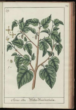 69. Morus alba. Weißer Maulbeerbaum