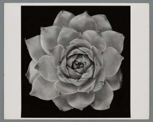 Mauerpfeffer, Blattrosette (Sedum)