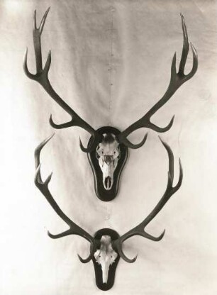 Rothirsch (Cervus elaphus). Zwei Geweihe. Sächsische Jagdausstellung 1935