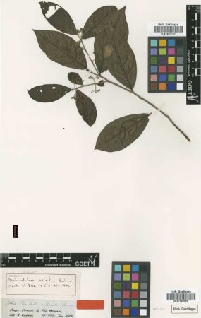 Chailletia odorata Spruce [type]