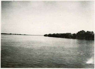 St. Georgs-Arm unterhalb Tulcea mit Weiden-Galeriegehölz
