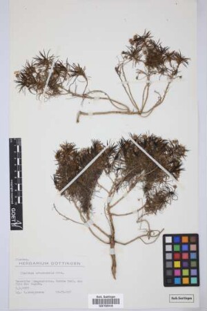 Plantago arborescens arborescens Poir.