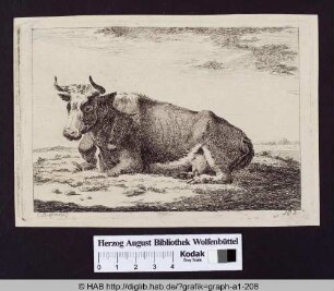 Ruhende Kuh auf Weide.