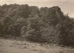Rhön. Milsenburg (835,2 m) bei Kleinsassen. Steilhang des Berges in der Nähe des inneren Ringwalles