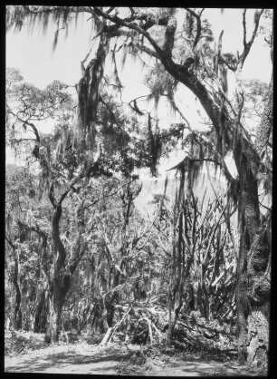 Kakteenwald in Bolivien