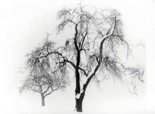 Zwei Bäume im Winter
