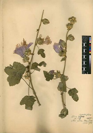 Malvaceae Alcea lavateraeflora Candolle, Augustin Pyramus de (1778 - 1841) [Wadi Fara (Trockental)]