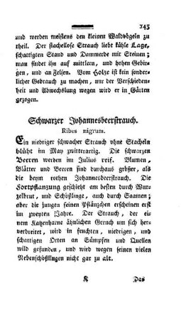Schwarzer Johannesbeerstrauch. Ribes nigrum.
