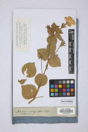 Nicotiana nictagyniflora