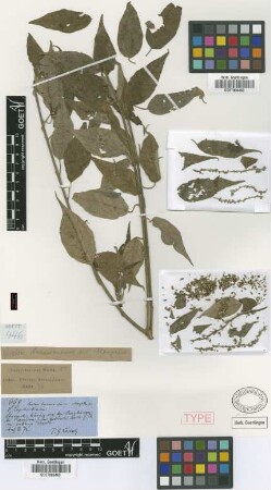 Croton tucumanensis Griseb. var. Griseb. oblongatus[type]