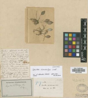 Lepanthes trichodactyla Lindl.