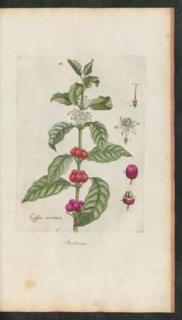 170. Coffea arabica
