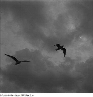 Möwen bei Hiddensee, Flugbild