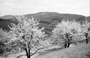 Oberbergen: Blütenbäume
