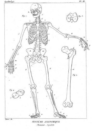 Pl. III. Systême Anatomique Homme. Squelette.