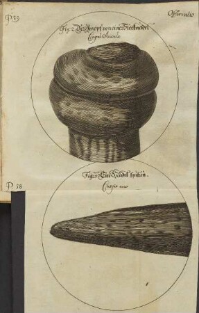 Illustration 31: Fig: 2; Fig; 1