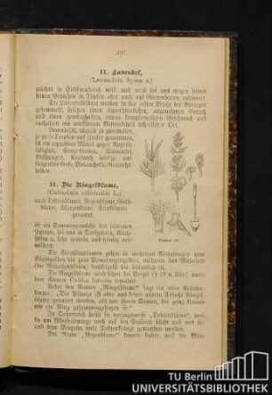 11. [10.] Lavendel