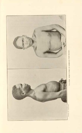 Plate XVIII. Negrito man of Zambales (Pure blood)