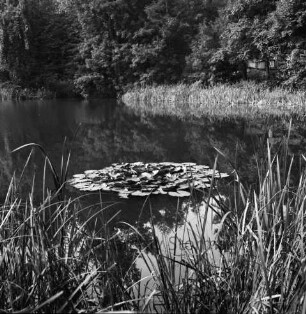 Teich mit Seerosen: Ihlendieksweg hinter dem Hamburger Wald: vorn Schilf: an gegenüberliegenden Ufer Schilf und Bäume