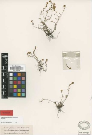 Plagiobothrys corymbosus (Ruiz & Pav.) I.M.Johnst. [isotype]