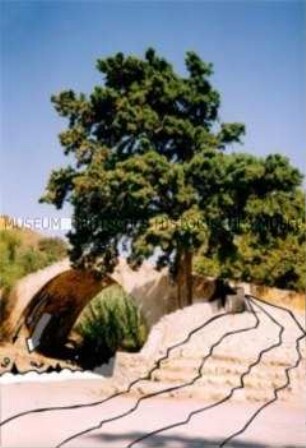 Ansicht eines Baumes und einer Brücke auf Kreta (Prämiertes Foto, Imaging-Special)