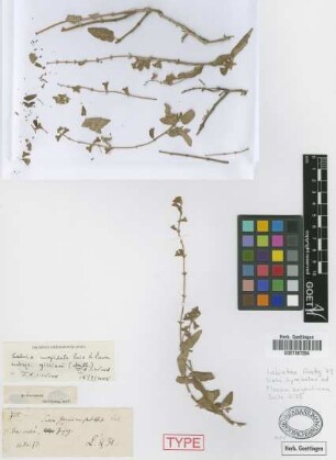 Salvia gilliesii Benth. var. glandulosa Griseb.