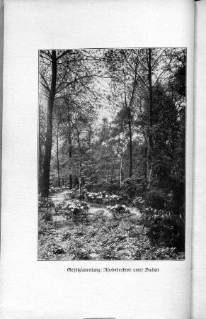 Gehölzsammlung: Rhododendron unter Buchen