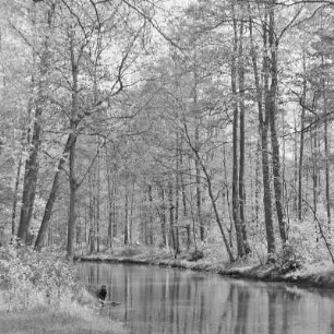 Hochwald in Leipe. : Wysokolěs w Lipjem.
