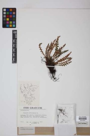 Ceterach officinarum DC.